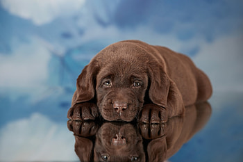 Labrador-Retriever, animal, Retriever, Dog, Labrador HD wallpaper