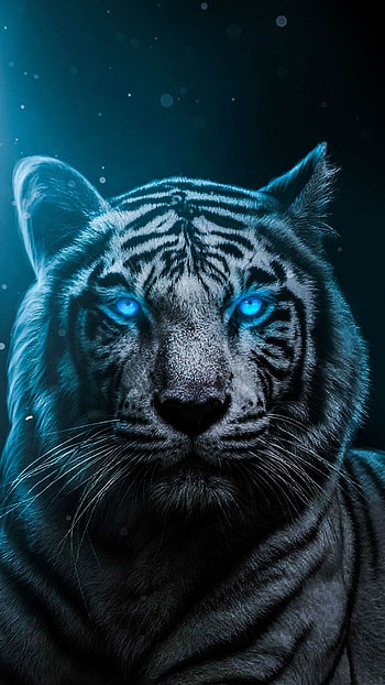Powerful tiger stare, Beautiful striped coat HD phone wallpaper
