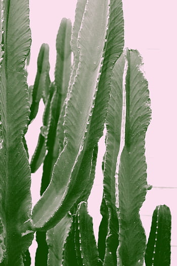 Close-up of tall green cacti against a soft pink backdrop, highlighting their spiky texture. HD phone wallpaper