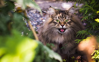 Cat, animal, kitty, Kitten HD wallpaper