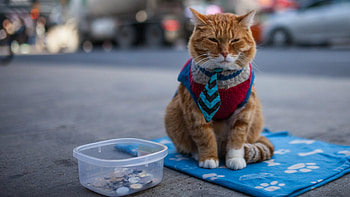 Street Cat Bob movie, Bob the cat, Dan Cronin HD wallpaper
