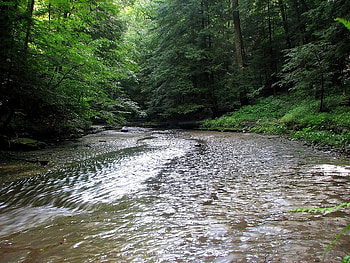 Forest Stream, trees, water, forest, rock HD wallpaper