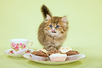 Yum yum, kitten, sweet, animal, cute, dessert, cat, cup, food, pisica, funny, cupcake HD wallpaper