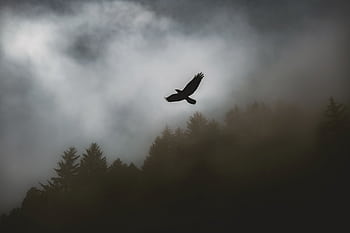 A bird silhouette soaring dramatically over a foggy forest sky, evoking dom and mystery. HD wallpaper