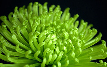 Chrysanthemum, Macro, Petals, Bud, Color HD wallpaper