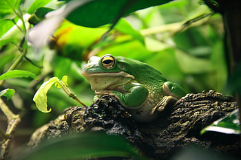 Animals, Leaves, Shadow, Hide, Frog HD wallpaper