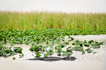 Everglades National Park, Ultimate travel guide, Unforgettable experience HD wallpaper