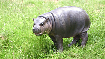 Cute baby hippos, Playful animal babies, Nature's cuteness, Baby wildlife HD wallpaper