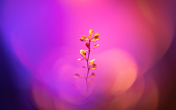 Flower With Stem , flowers HD wallpaper