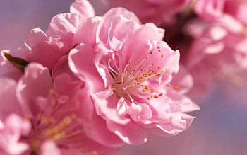 Flower, Macro, Light, Bright, Petals, Light Coloured HD wallpaper