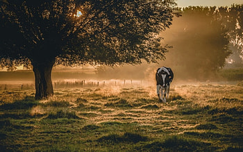 Morning Mist, animal, cow, fog, Mist, nature, sunrise, tree HD wallpaper