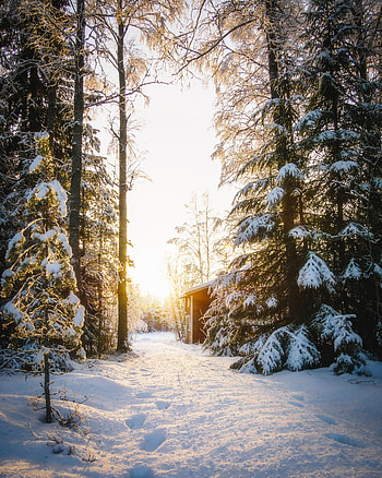 Winter, Nature, Snow, Forest, House, Sunlight HD phone wallpaper