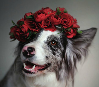 Just being pretty, dog, animal, rose, puppy, border collie, australian shepherd, red, face, flowers, martyna ozog, caine, wreath HD wallpaper
