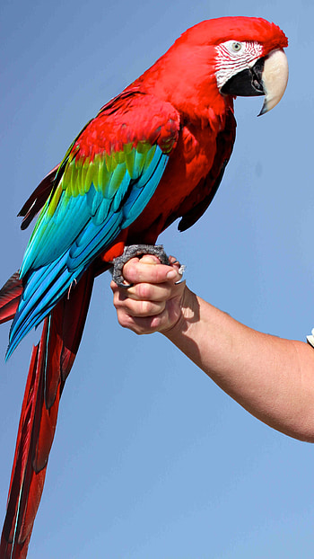 Parrot, Cute, Cute Parrot HD phone wallpaper