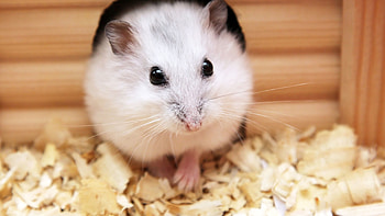 Cute baby hamster, , High-definition HD wallpaper