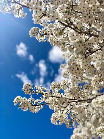Flowers, Sky, Bloom, Flowering, Branch, Spring HD phone wallpaper