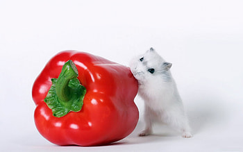 Bell pepper, Hamsters HD wallpaper