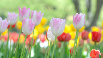 Flowers, Grass, Tulips, Field HD wallpaper