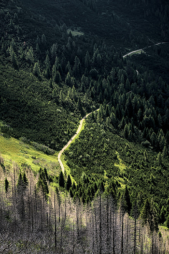 Nature, Trees, Road, Forest, Slope, Winding, Sinuous HD phone wallpaper