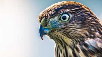 Hawk eyes, , Sharp vision HD wallpaper
