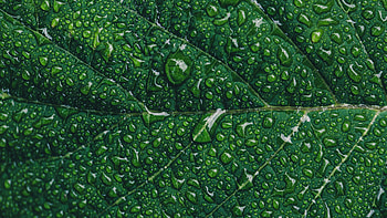 Green Leaf, Green leaf , Water drops closeup, Macro pattern HD wallpaper