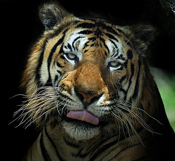 Tiger, cats, beautiful, animals HD wallpaper