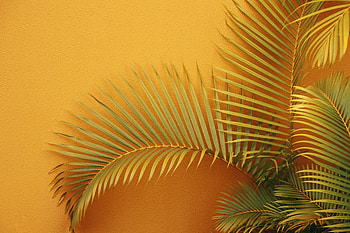 Plant, Miscellanea, Miscellaneous, Palm, Branches, Wall HD wallpaper