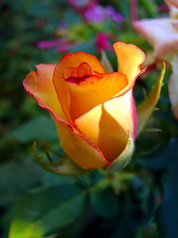 Captivating yellow rose with orange edges illuminated by natural sunlight, showcasing intricate details. HD phone wallpaper