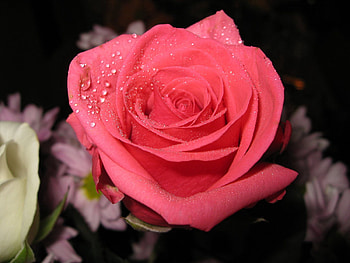 Flowers, Drops, Rose Flower, Rose, Close-Up HD wallpaper