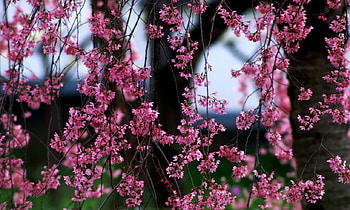 Blossoms always Welcomed, sweet, pink, blossoms, trees, beautiful, nature, flowers, beauty HD wallpaper