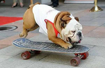 SKATEBOARDING BULL DOG, animal, dog, bull dog, cool, cute, funny, skateboarding, pet HD wallpaper