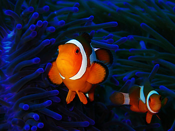 Clownfish, Ideas, Saltwater, Reef HD wallpaper
