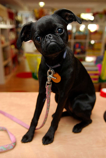 Brussels Griffon, Fluffy dog, Cute dogs, Pawsome pets HD phone wallpaper