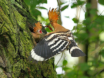 Bird Feeding Chick, feeding, bird, , chick, beautiful HD wallpaper