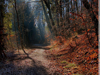 Way through a forest, way, forest HD wallpaper