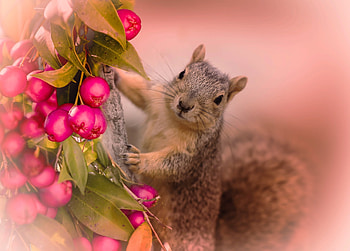squirrel with berries, animal, leaves, berries, rodent, squirrel, tree HD wallpaper
