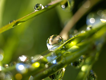 Plants, Water, Drops HD wallpaper
