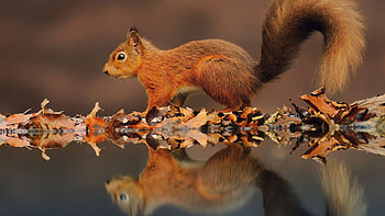 Squirrel, Reflection in water, Peaceful , Serene beauty HD wallpaper