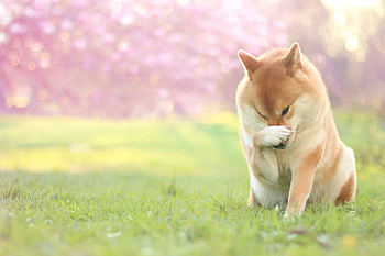 Shiba Inu, Nature , Dog portrait, Animal HD wallpaper