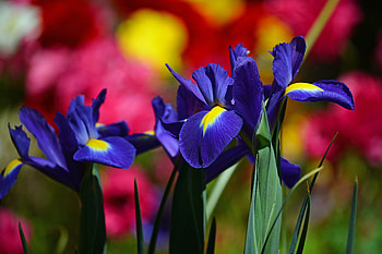 Irises, Flowers, Macro, Background HD wallpaper