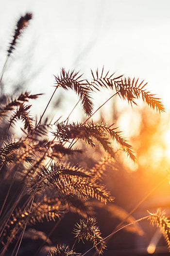 Plants, Grass, Cones, Macro, Shine, Light, Spikelets HD phone wallpaper