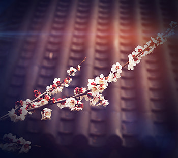Trees Branches With Flowers, trees, flowers, nature HD wallpaper