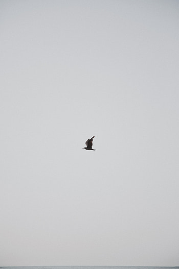 Sky, Bird, Minimalism, Grey, Gull, Seagull HD phone wallpaper