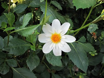 A Beautiful Daisy, White, Green, Yellow, graphy, Leaves, Flowers, Daisy HD wallpaper