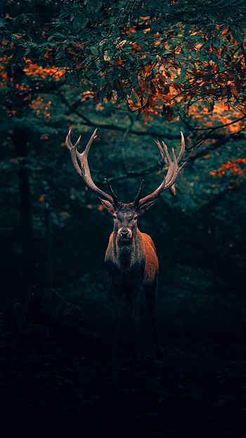 Majestic deer, Artistic , Natural elegance, graphy masterpieces HD phone wallpaper