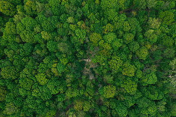 Nature, Trees, View From Above, Top, Forest, Tops HD wallpaper