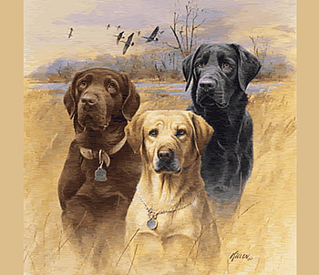 Friends for Thomas, golden, black, chocolate, pets, dogs, labs, hunters HD wallpaper