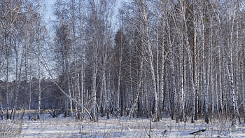 Birch forest , Birch forest backgrounds HD wallpaper