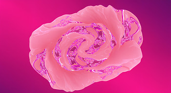 Elegant Rose Quartz: A Ultra Delight, Rose Quartz, pink, Abstract, Digital Art, swirl HD wallpaper