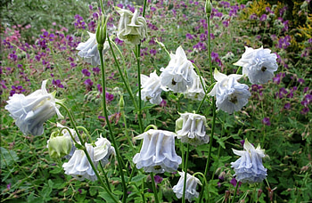 Flowers, Greens, Stems, Aquilegia HD wallpaper